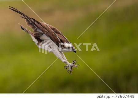 Osprey Fishing in Florida Osprey Fishing in Florida 72607449