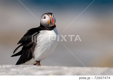 Atlantic Puffin 72607474