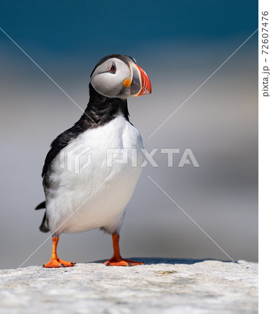 Atlantic Puffin 72607476