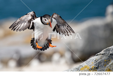 Atlantic Puffin 72607477