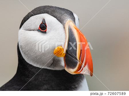 Atlantic Puffin Atlantic Puffin 72607589