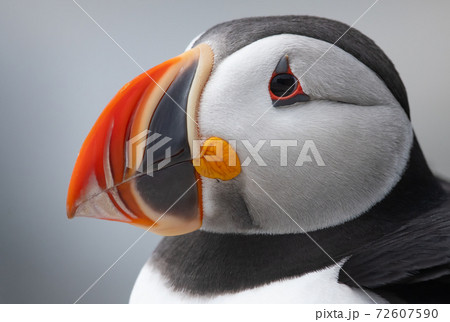 Atlantic Puffin Atlantic Puffin 72607590