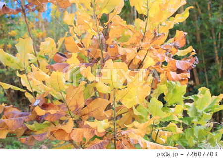 朴ノ木の葉 黄葉 朴ノ木の葉 黄葉 72607703