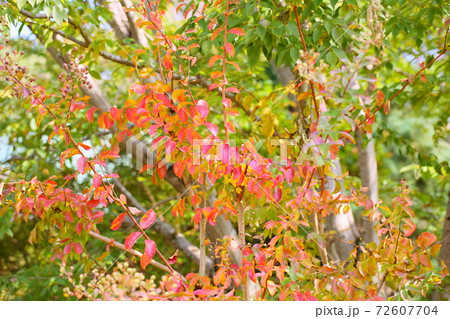 紅葉サルスベリの葉 紅葉サルスベリの葉 72607704