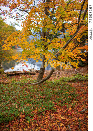日光 湯ノ湖湖畔 紅葉景色 秋景色 日光 湯ノ湖湖畔 紅葉景色 秋景色 72608167