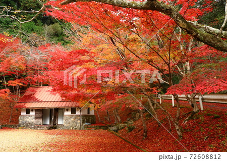 滑床渓谷の紅葉 滑床渓谷の紅葉 72608812