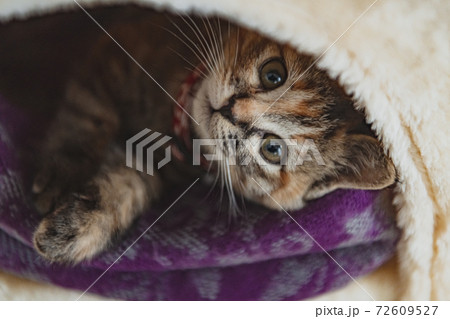 くつろぐ子猫 72609527