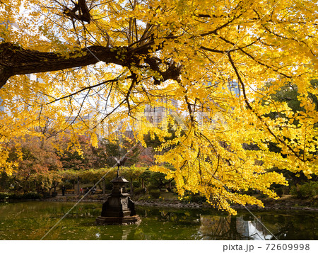 東京都 日比谷公園の黄葉 東京都 日比谷公園の黄葉 72609998
