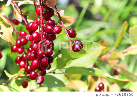 Macro of a cluster of wild red ripe chokecherries Macro of a cluster of wild red ripe chokecherries 72610350