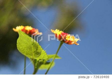 夏の青空へ向かって咲くランタナの花 72610400