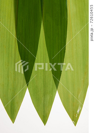 並べた笹の葉 並べた笹の葉 72610455
