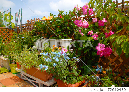 ルーフバルコニーをお花いっぱいフラワーガーデンに　おうちリビング 72610480