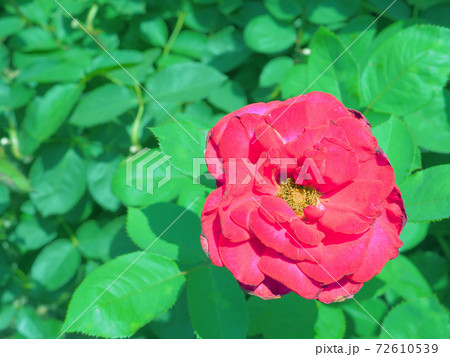 赤い薔薇　アーネスト・H・モース  72610539