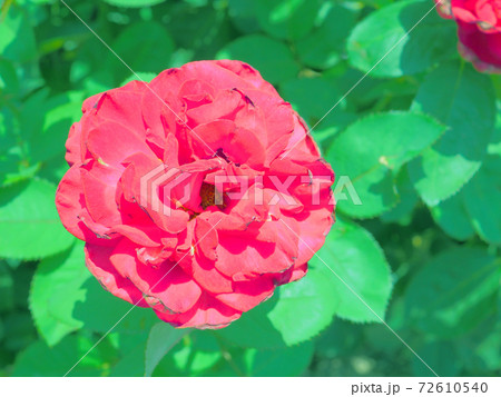 赤い薔薇　アーネスト・H・モース  72610540