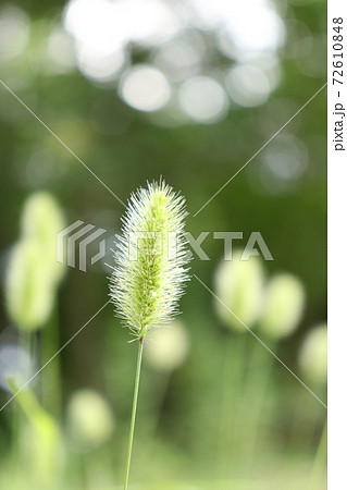 木漏れ日に透けるエノコログサの穂 72610848