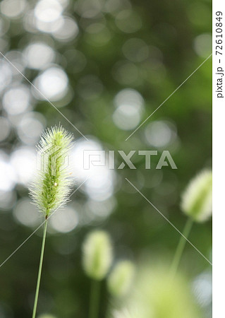 木漏れ日に透けるエノコログサの穂 72610849