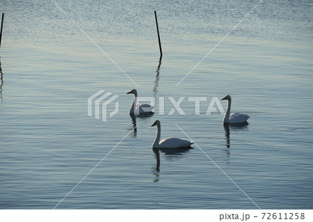 茨城県潮来市 師走の早朝の白鳥の里 北浦湖畔に集う白鳥たち 茨城県潮来市 師走の早朝の白鳥の里 北浦湖畔に集う白鳥たち 72611258
