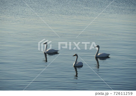 茨城県潮来市 師走の早朝の白鳥の里 北浦湖畔に集う白鳥たち 茨城県潮来市 師走の早朝の白鳥の里 北浦湖畔に集う白鳥たち 72611259