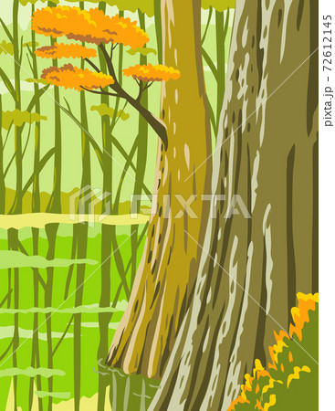 Congaree National Park in Columbia South Carolina United States WPA Poster Art Color Congaree National Park in Columbia South Carolina United States WPA Poster Art Color 72612145