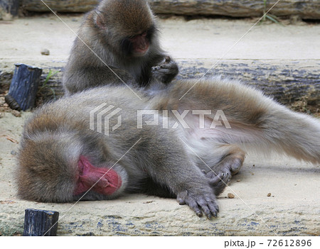 ニホンザル 若いサルが年長のサルを毛繕いしている。捕まえたものを確かめている。 ニホンザル 若いサルが年長のサルを毛繕いしている。捕まえたものを確かめている。 72612896