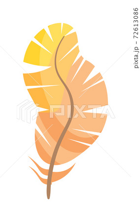 Curved feather bird isolated on white background Curved feather bird isolated on white background 72613086