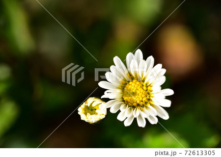 白色の小菊 クローズアップ 白色の小菊 クローズアップ 72613305