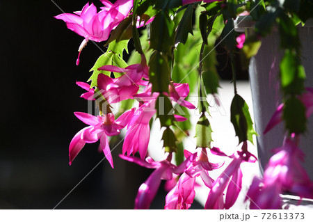 シャコバサボテン(蝦蛄葉仙人掌)の花 シャコバサボテン(蝦蛄葉仙人掌)の花 72613373