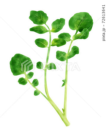 水彩イラスト クレソン 水彩イラスト クレソン 72613641