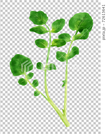 水彩イラスト クレソン 水彩イラスト クレソン 72613641