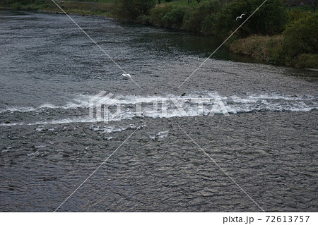 瀬音にシラサギ舞う清流錦川　錦帯橋 72613757