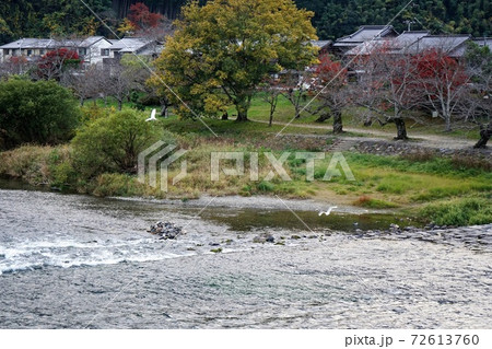 瀬音にシラサギ2羽舞う清流錦川 錦帯橋 瀬音にシラサギ2羽舞う清流錦川 錦帯橋 72613760