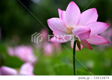 茨城県古河公方公園の大賀ハス 72613874