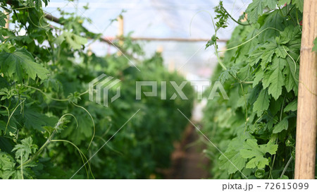 Image of garden Vegetable farm of bitter melon or green bitter gourd . Image of garden Vegetable farm of bitter melon or green bitter gourd . 72615099