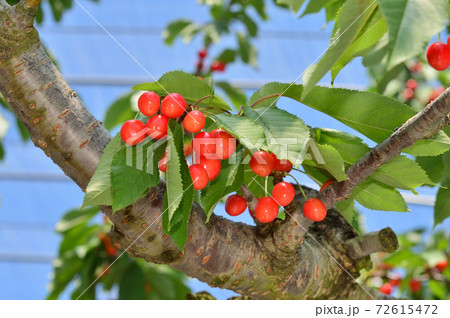 木にみのるさくらんぼ 木にみのるさくらんぼ 72615472