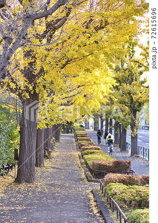 駒沢通り　歩道　銀杏並木　秋　駒沢公園 72615696