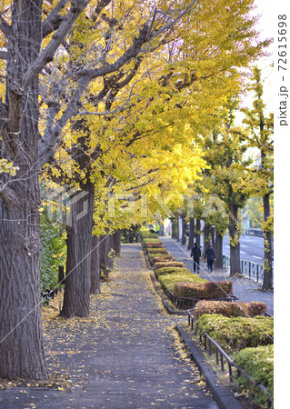 駒沢通り 歩道 銀杏並木 秋 駒沢公園 駒沢通り 歩道 銀杏並木 秋 駒沢公園 72615698