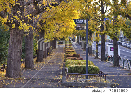 駒沢通り　歩道　銀杏並木　秋　駒沢公園 72615699