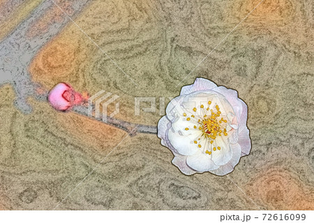 朝日を浴びて生き生きと幻想的に浮かび上がった淡紅色の花「豊後梅」色鉛筆画風 72616099