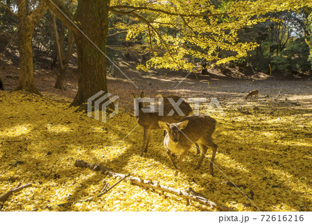 紅葉の奈良公園 紅葉と鹿の風景 銀杏の樹 奈良観光スポット 世界遺産 紅葉の奈良公園 紅葉と鹿の風景 銀杏の樹 奈良観光スポット 世界遺産 72616216