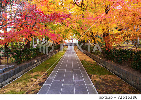 紅葉の参道 72616386