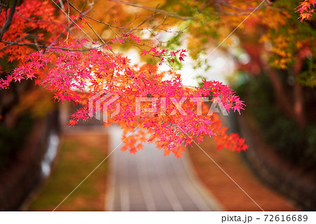紅葉の参道 72616689