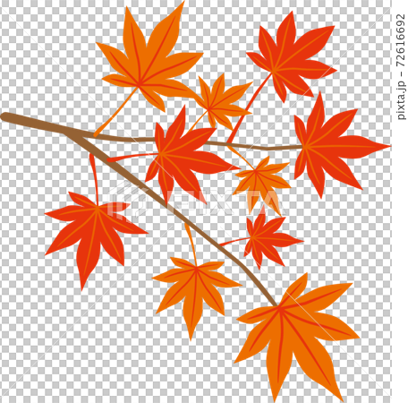 紅葉の枝葉のイラスト素材