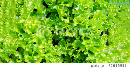 leaf green lettuce plant cultivation ona organic farm. banner leaf green lettuce plant cultivation ona organic farm. banner 72616951