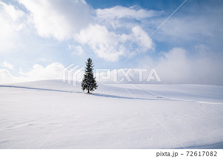 12月美瑛冬晴れ間のクリスマスツリーの木 12月美瑛冬晴れ間のクリスマスツリーの木 72617082