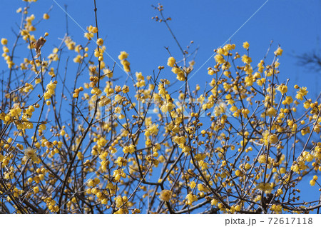 ロウバイ 72617118