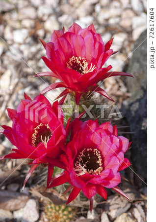 サボテンの花 サボテンの花 72617604