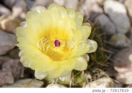 サボテンの花 72617610