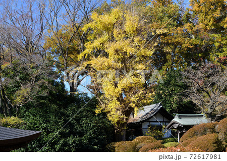 神木山等覚院境内の紅葉 72617981