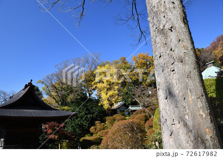 神木山等覚院境内の紅葉 神木山等覚院境内の紅葉 72617982
