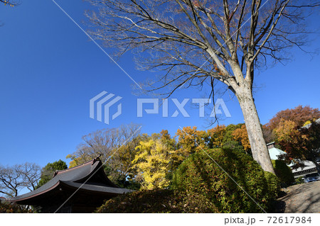 神木山等覚院境内の紅葉 神木山等覚院境内の紅葉 72617984